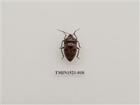 藏品(半翅目)的圖片